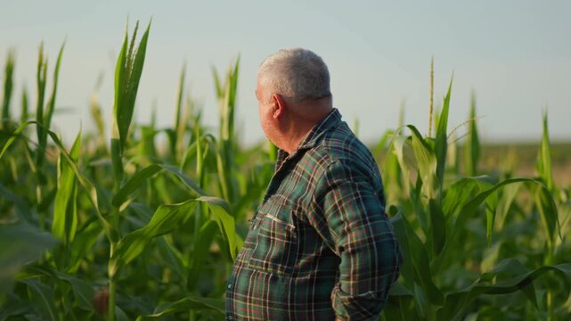 manual worker in Agriculture of an elderly farmer inspection amid the cornrows.