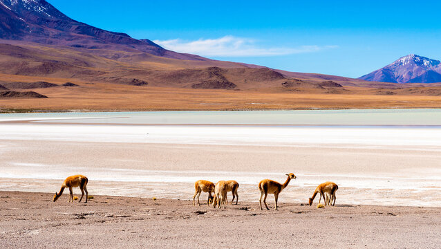 Vicunas At Lagoon With Mountainous Backdrop - Powered by Adobe