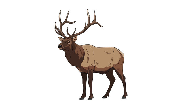 Majestic male elk, a symbol of untamed wilderness, stands tall, displaying impressive branched antlers and robust physique in a detailed, clean