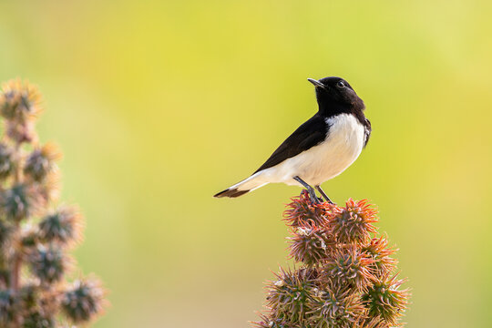 Humes Wheatear