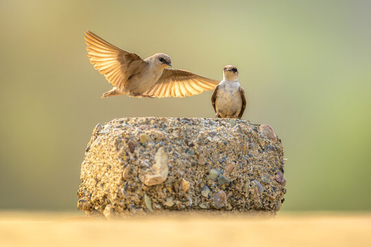 Pale-crag Martin