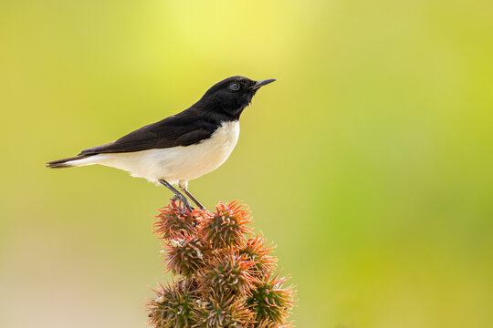 Humes Wheatear