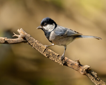 Asian Tit