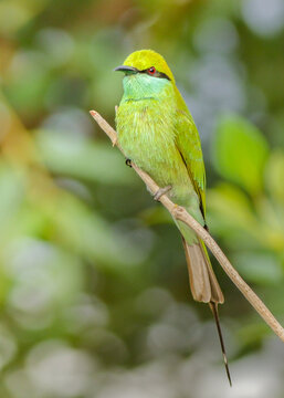 Asian Green-bee Eater