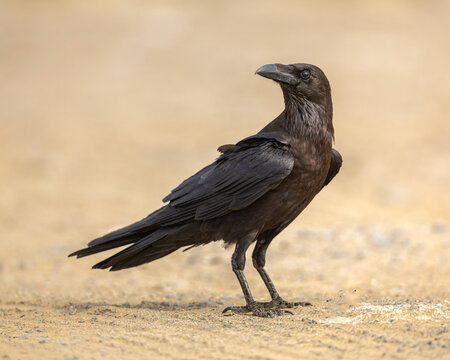 Brown-necked Raven