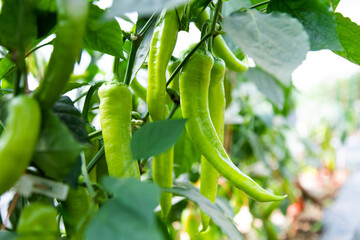 Green pepper plants in the agricultural field