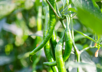 Green pepper plants in the agricultural field