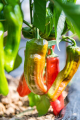 Red and green peppers in the agricultural field