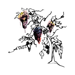 Twisted vineyard tree with expressive branches, Mediterranean character, ripe grape clusters. Hand drawn illustration in watercolor and ink for farm branding, menus, winery premium product labels