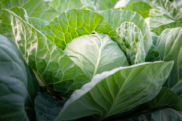 Green cabbage growing in the agricultural field