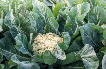 Cauliflower growing in the agricultural field