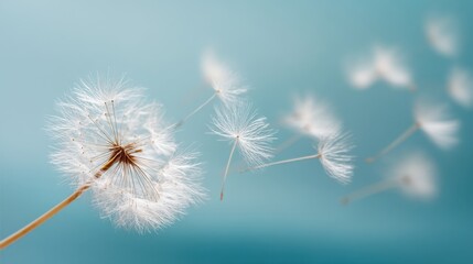 Close up of a dandelion seed head with few seeds floating away in blue background. Concept of nature, light, growth, fragility.
