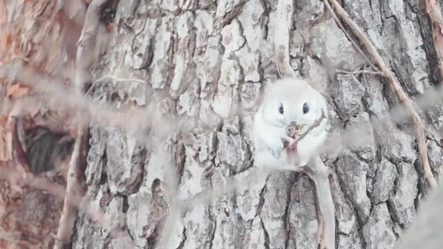 お食事中のエゾモモンガ