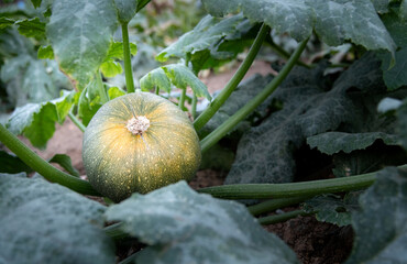 Little pumpkin growing in the agricultural field
