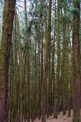 Fototapeta premium Forest with many trees and moss growing on them