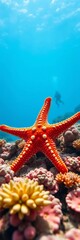 Vibrant starfish on coral reef, diver distant, blue ocean sky, starfish,  coral reef