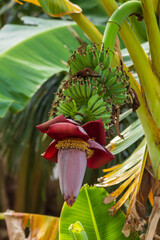 Banana blossom on a banana tree in a tropical garden. © Suphatthra China