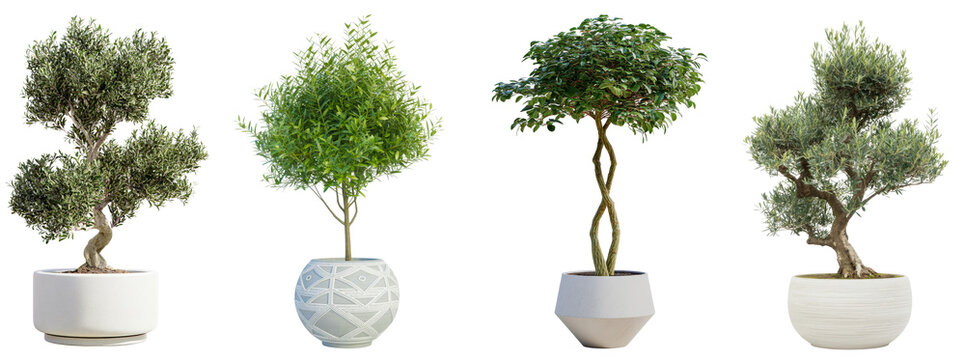 Potted plants, olive tree, green foliage, decorative, and modern planters collection for home and garden landscaping.