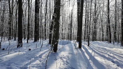 Snowy winter in the forest with falling snow, blue sky and sun