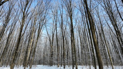 Snowy winter in the forest with falling snow, blue sky and sun