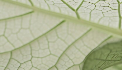 Leaf Veins Close Up Abstract
