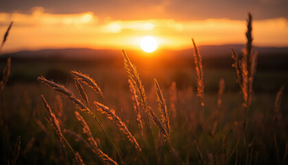 Naklejka premium Golden grass stalks glowing in warm sunset light over rural field