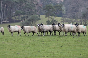 Fototapeta premium Sheep in a field in spring