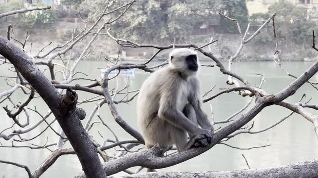 Gray langur perched on a tree branch over a calm river in Rishikesh, India, with rafting boats in the background. Handheld wildlife footage.