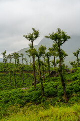 Fototapeta premium Lush green hillside with trees and mountains in the background