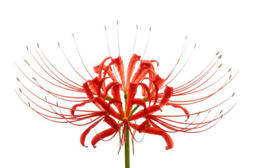 Vibrant red spider lily flower with long stamens isolated on transparent background
