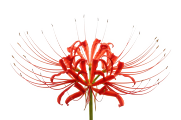 Vibrant red spider lily flower with long stamens isolated on transparent background