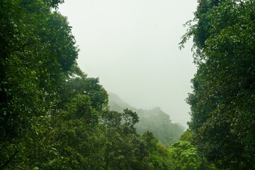 Fototapeta premium Forest with trees and a cloudy sky