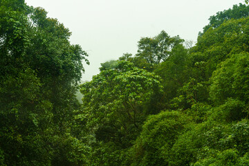 Obraz premium Lush green forest with trees that are wet from the rain