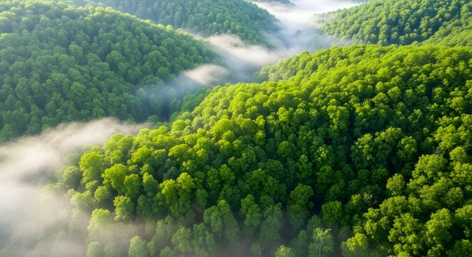 Dense green forest shrouded in mist during the early morning hours with fog flowing through the trees - Powered by Adobe