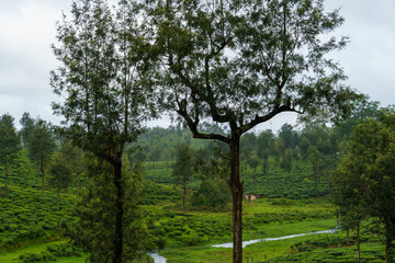 Obraz premium Lush green forest with a small stream running through it