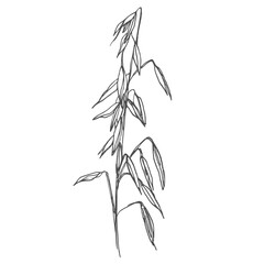 Oat ear color cartoon illustration and simple outline. Cereal plant icon.