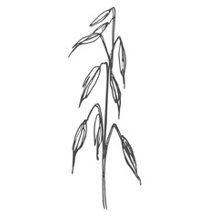 Oat ear color cartoon illustration and simple outline. Cereal plant icon.