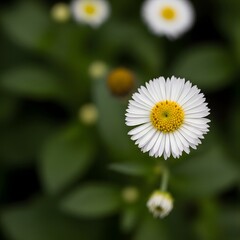 Obraz premium High quality, professional, modern white daisy flower with yellow center in garden with green leaves background, concept, illustration, design
