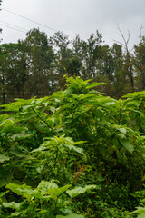 Lush green forest with trees and plants