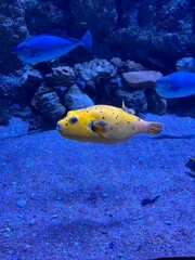 Yellow pufferfish swimming underwater in aquarium © Natallia