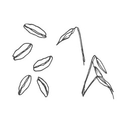 Hand drawn oats with seeds in monochrome sketch style.