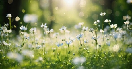 Lush meadow blooms softly. Sunlight filters through trees, creating gentle bokeh effect. Peaceful, serene nature scene.