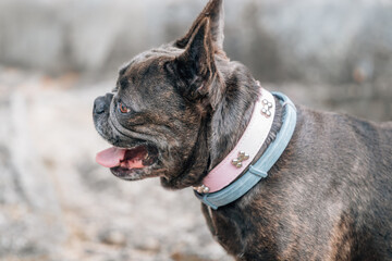 french bulldog portrait with pedigree and copyspace
