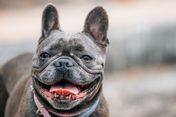 french bulldog portrait with pedigree and copyspace