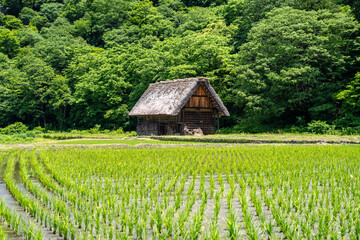 Traditional houses and rice fields in Shirakawa-go, rural Japan