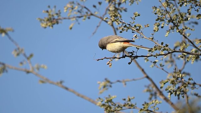 Woodland environment hosts small minivet perched peacefully on branch