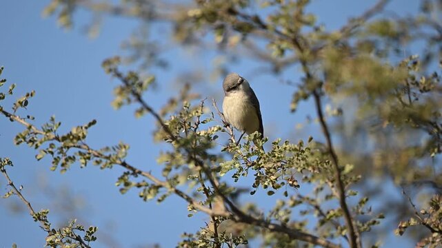 Natural habitat supports small minivet resting quietly without disturbance