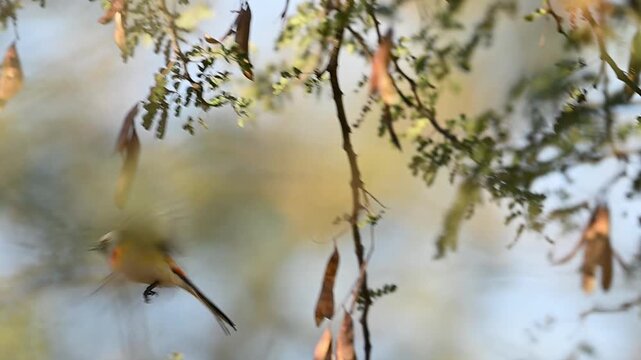 Small minivet perches calmly on branch showing alert posture within quiet forest environment