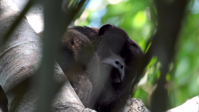 swat flies w tail wild male Black howler monkey resting on tropical jungle rainforest