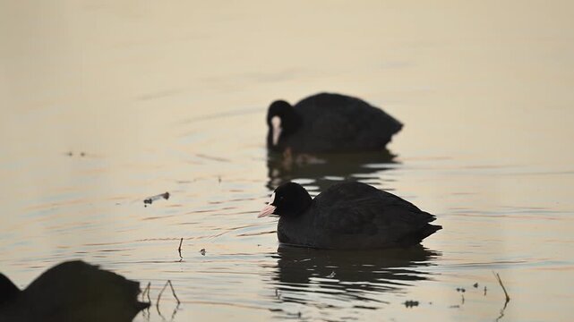 Natural wetland habitat hosts eurasian coot moving peacefully on lake surface